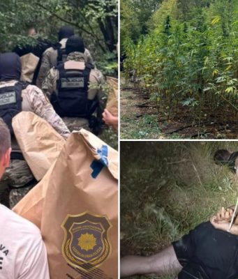 FUP pronašao plantažu sa 177 stabljika kanabisa na području Grabovice, uhapšene dvije osobe