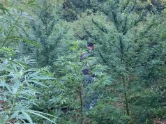 Akcija policije u Hercegovini: Pronađen nasad indijske konoplje, muškarac zatečen pri zalijevanju(FOTO)