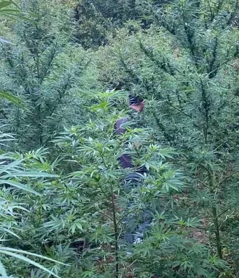 Akcija policije u Hercegovini: Pronađen nasad indijske konoplje, muškarac zatečen pri zalijevanju(FOTO)