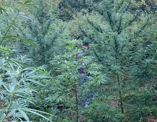 Akcija policije u Hercegovini: Pronađen nasad indijske konoplje, muškarac zatečen pri zalijevanju(FOTO)