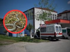 Kod Jablanice mladića ugrizao poskok: Prema navodima porodice, put prema Mostaru nastavio motorom