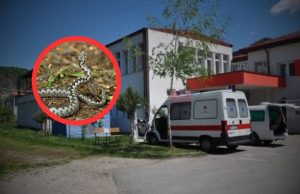 Dom zdravlja Jablanica odgovorio za JablanicaLive nakon navoda o ugrizu zmije: ‘Pacijent bio stabilan, nije bilo indikacije za hitni transport’