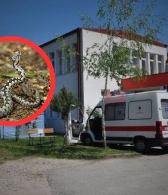 Dom zdravlja Jablanica odgovorio za JablanicaLive nakon navoda o ugrizu zmije: ‘Pacijent bio stabilan, nije bilo indikacije za hitni transport’