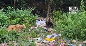 Medvjed ponovo među kućama kod Hadžića: Roditelji zabrinuti, djecu ne žele slati u školu