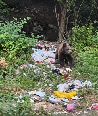 Medvjed ponovo među kućama kod Hadžića: Roditelji zabrinuti, djecu ne žele slati u školu