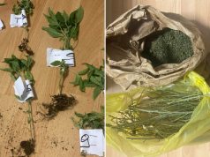 U Hercegovini pretresena kuća: Pronađeno devet stabljika kanabisa, jedna osoba uhapšena (FOTO)