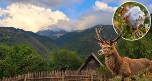 Šćipe suočene s dva problema u prirodi: Sumnja na štetnika u šumama, upućen i apel za zaštitu jelena nakon požara