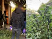 U akciji FUP-a u Hercegovini uhapšeni „botaničari“: Otkrivena plantaža kanabisa, policija pretresla tri lokacije(FOTO)