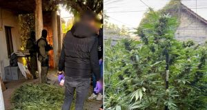 U akciji FUP-a u Hercegovini uhapšeni „botaničari“: Otkrivena plantaža kanabisa, policija pretresla tri lokacije(FOTO)