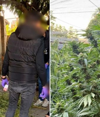 U akciji FUP-a u Hercegovini uhapšeni „botaničari“: Otkrivena plantaža kanabisa, policija pretresla tri lokacije(FOTO)