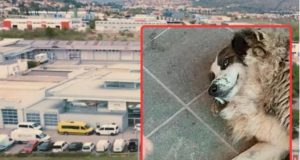 Uznemirujući slučaj u Hercegovini: Vozač prijavljen zbog sumnje da je namjerno pregazio psa, zakazana operacija