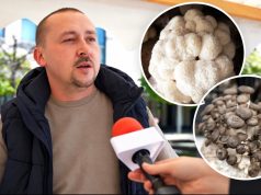 Iz Irske se vratio u BiH i pokrenuo neobičan posao: Ivan Mikić uzgaja više od 30 vrsta gljiva, među njima i one koje mnogi nikada nisu vidjeli(VIDEO)